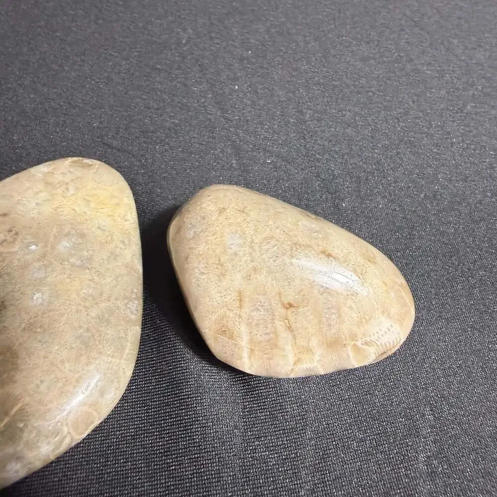 Lot of 3 fossils